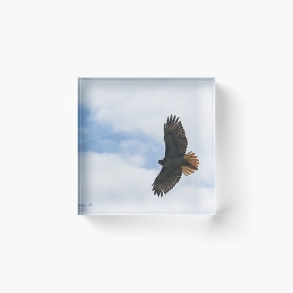 Item preview, Soar designed and sold by Holly Werner.