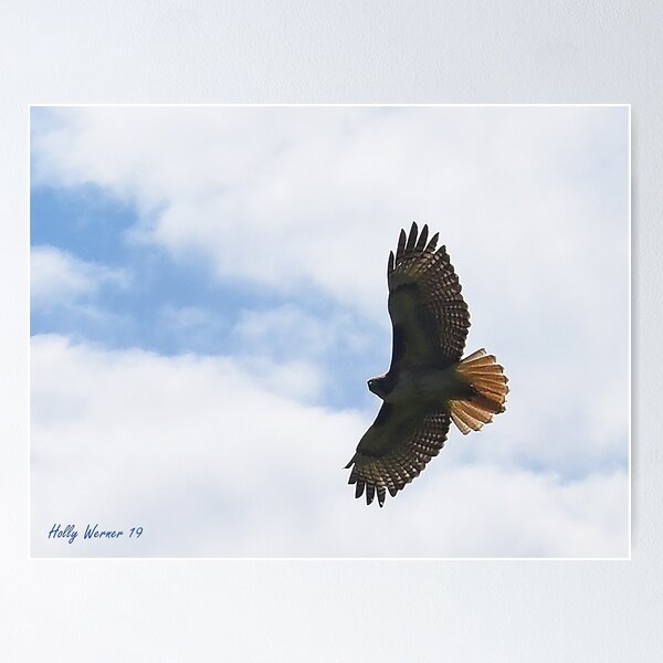 Item preview, Soar designed and sold by Holly Werner.