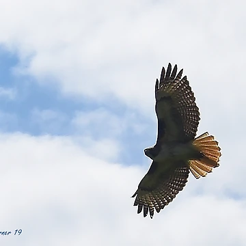 Artwork thumbnail, Soar by Holly Werner