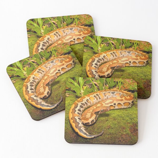 Item preview, Blood Python, Python curtus brongersmai designed and sold by CJHay.
