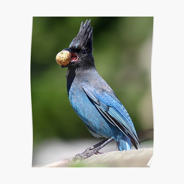Stellar's Jay With a Beak-full Poster