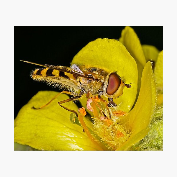 Item preview, Pollination 14 designed and sold by Image123.