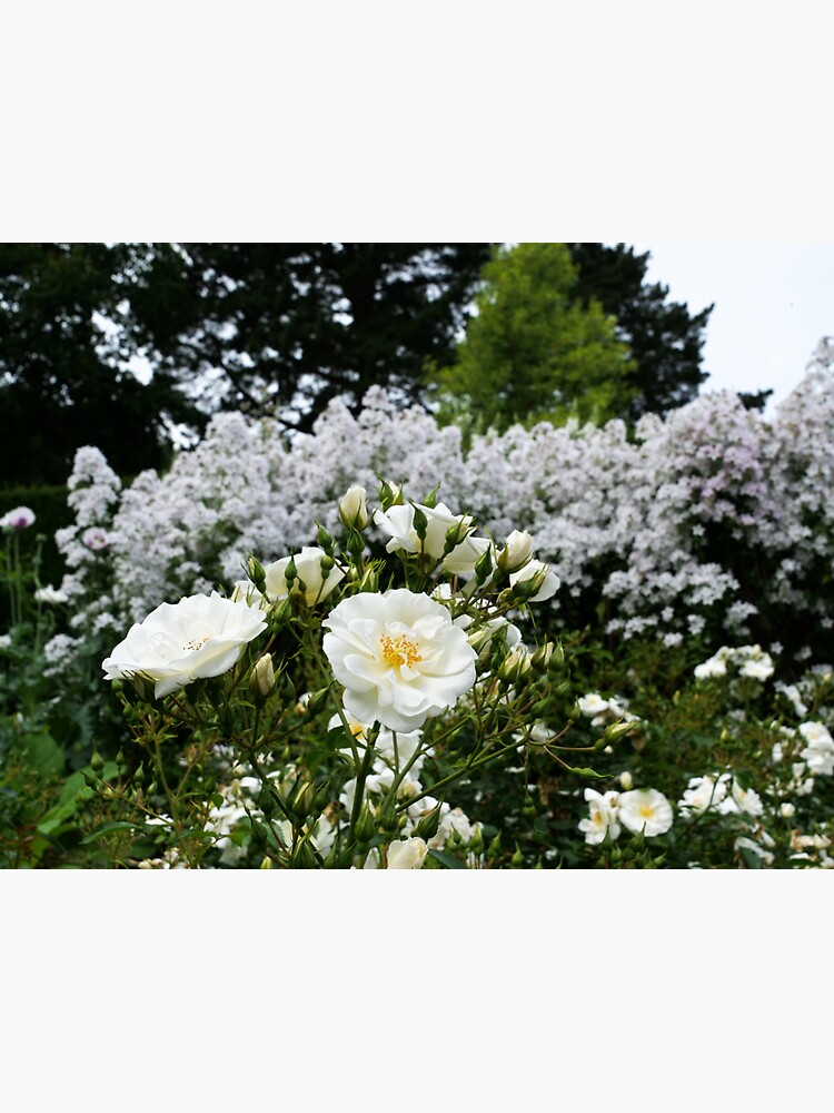 Beautiful evergreen rose by santoshputhran