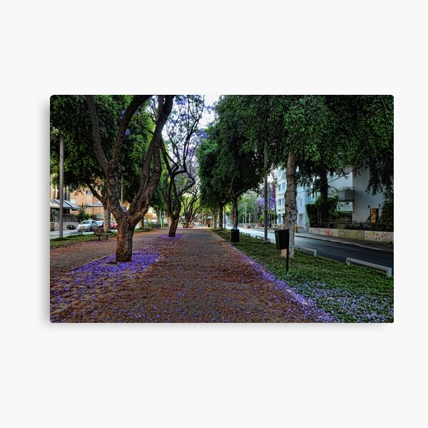 a purple spring foliage, Tel Aviv Canvas Print