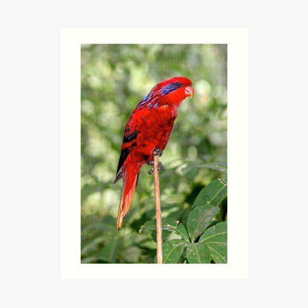 Blue-streaked Lory Art Print