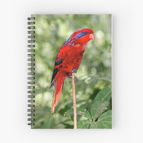 Item preview, Blue-streaked Lory designed and sold by AviarylifeMag.