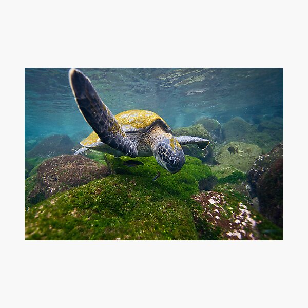 Green Sea Turtle feeding Photographic Print