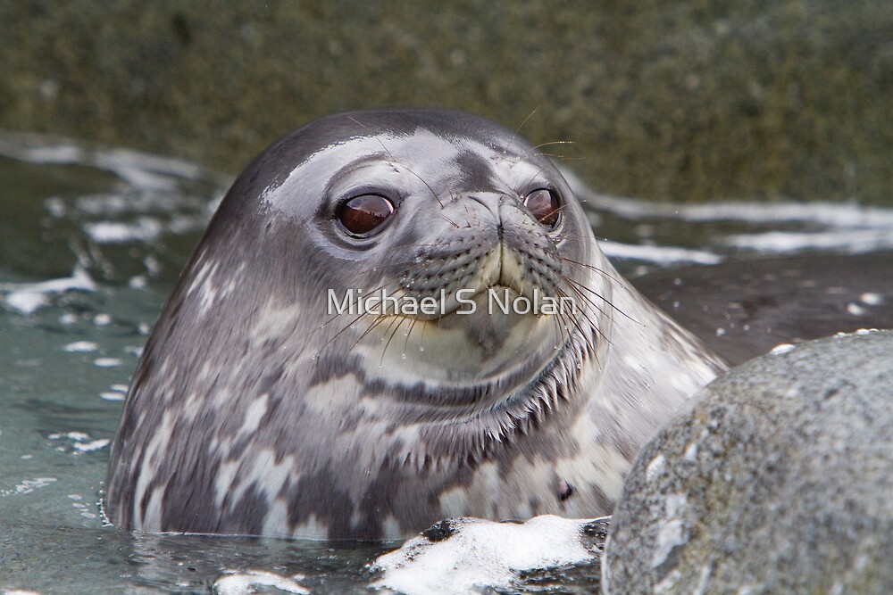 Weddell Seal Pup In Antarctica By Michael S Nolan Redbubble   Flat,1000x1000,075,f 