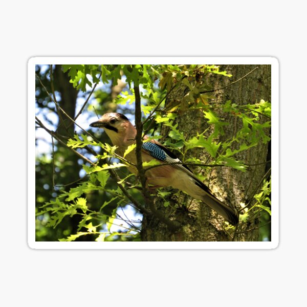 Eurasian Jay Sticker