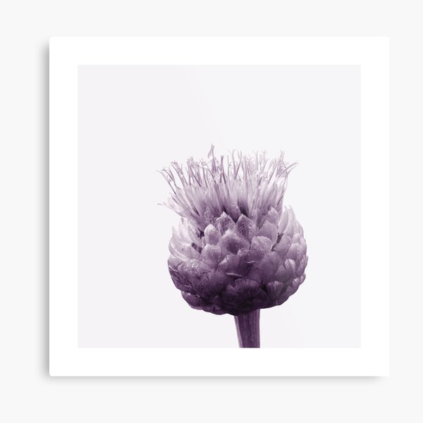 Monochrome - Centaurea Metal Print