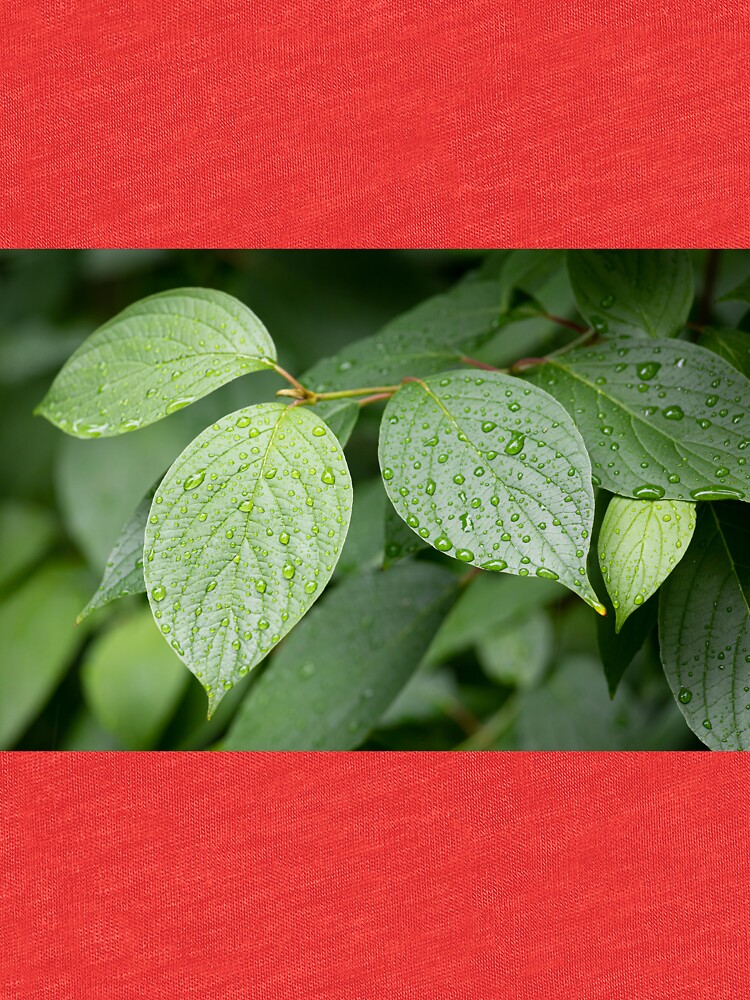 Water drops on green leaves after rain by Juhku