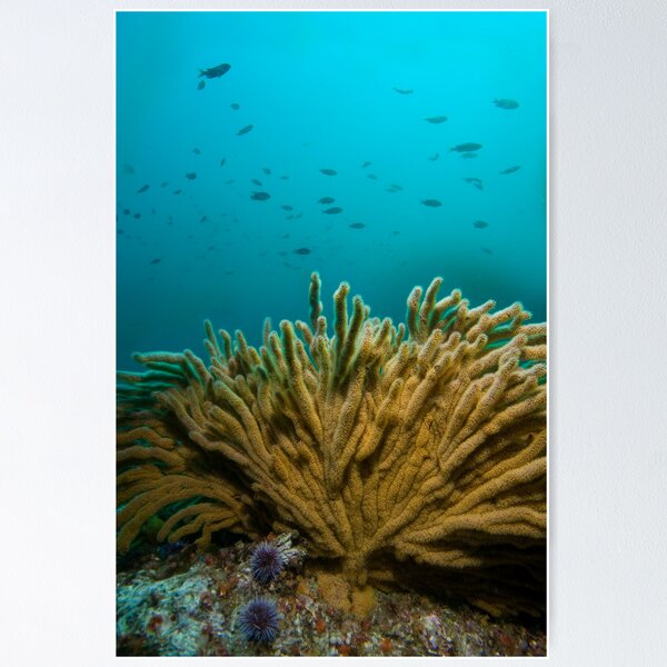 Item preview, California Golden Gorgonian (Muricea californica) designed and sold by Katie Krutzner.