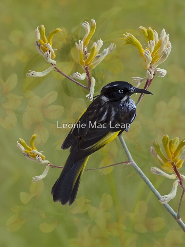 Native Bird Honey-eater on Yellow Kangaroo Paw Australia by yallmia