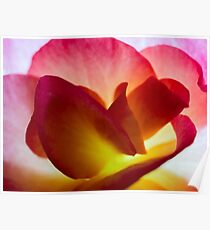 Begonia Petals Macro Poster