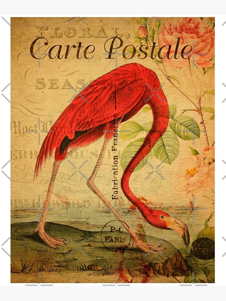 American Flamingo Art Print