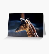 Baby Giraffe Greeting Card