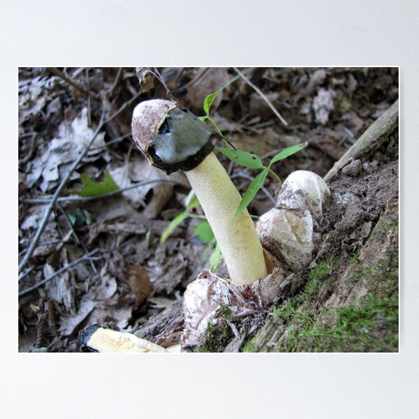 Item preview, Stink Horn designed and sold by Rusty (Helen)  Valenza.