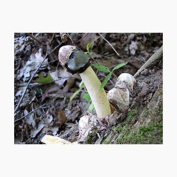 Item preview, Stink Horn designed and sold by Rusty (Helen)  Valenza.