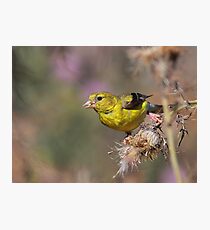 American Goldfinch on Thistle Photographic Print