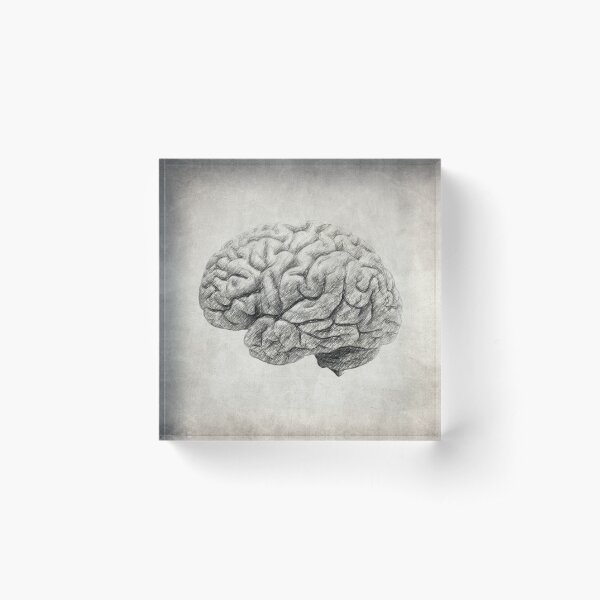 Brain Acrylic Block