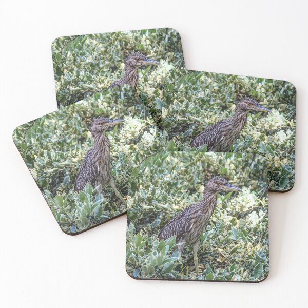 Item preview, Night Heron at Zoo designed and sold by Bob Hardy.