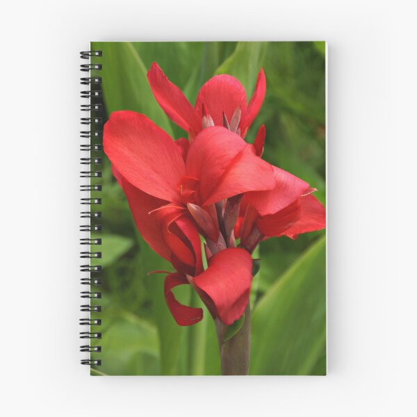 Item preview, Canna designed and sold by Sandy Keeton.