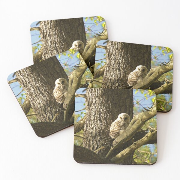 Item preview, Baby barred owl soaking up the sun (new video in description) designed and sold by locustgirl.