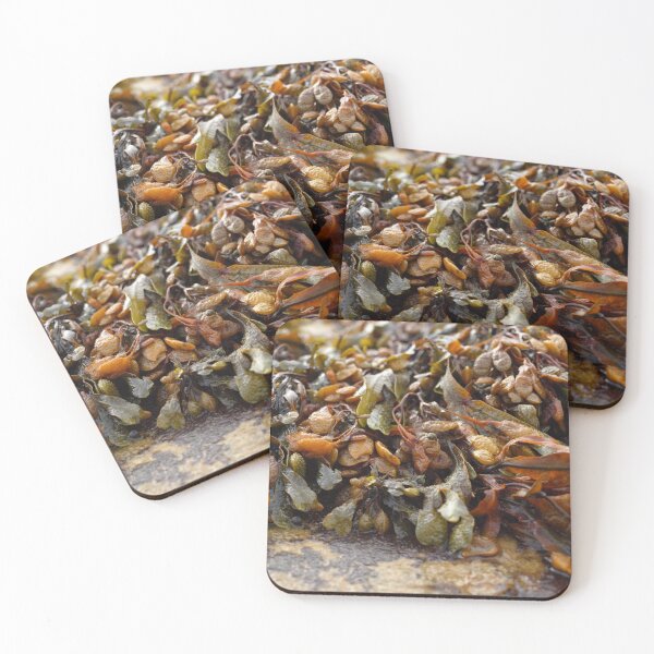 Item preview, Photo Seaweed and snail designed and sold by Vicki Long.