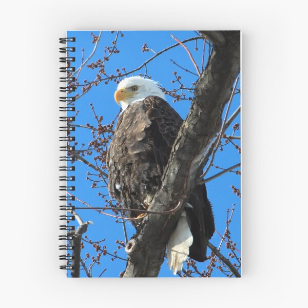 Item preview, Bald Eagle designed and sold by Susie Kramer.