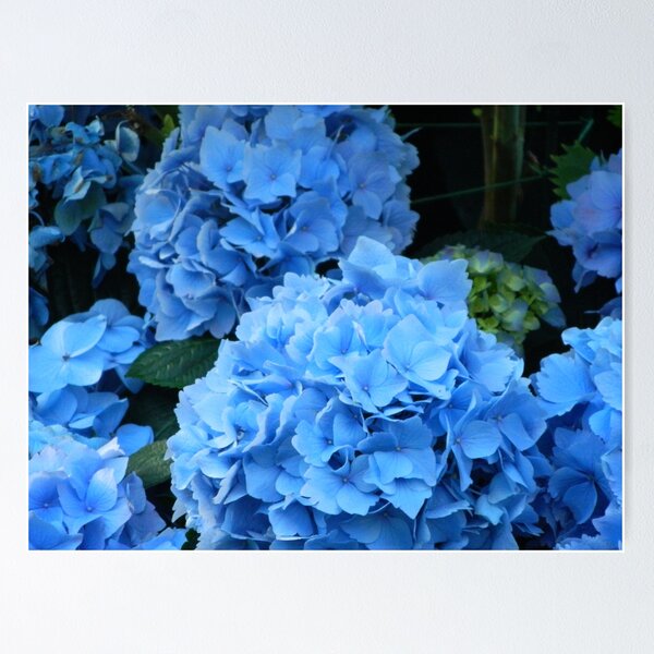Item preview, Blue Hydrangeas designed and sold by KPhotographyNJ.