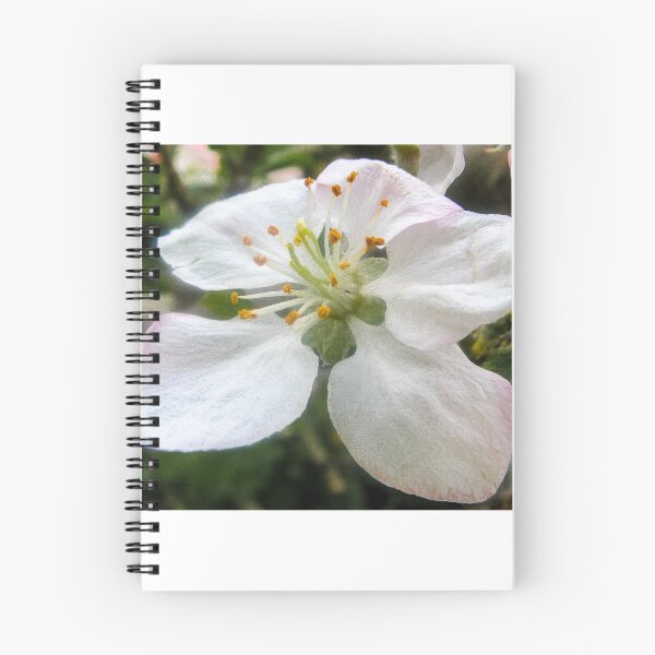 Item preview, A single Apple Blossom designed and sold by DPalmer.