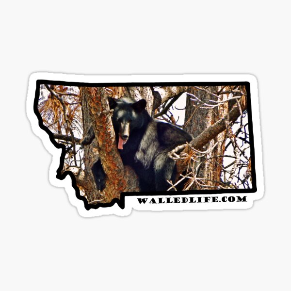 Montana Black Bear Sticker