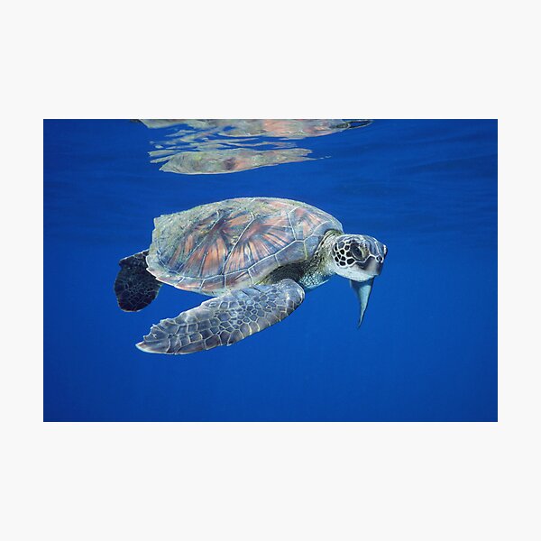 Reflections of a Turtle Photographic Print