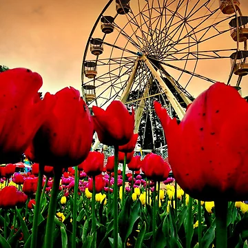 Artwork thumbnail, Spring Floriade by Rinaldo Di Battista