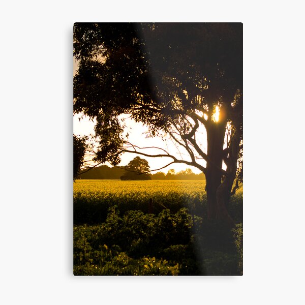 Fields Of Gold Metal Print