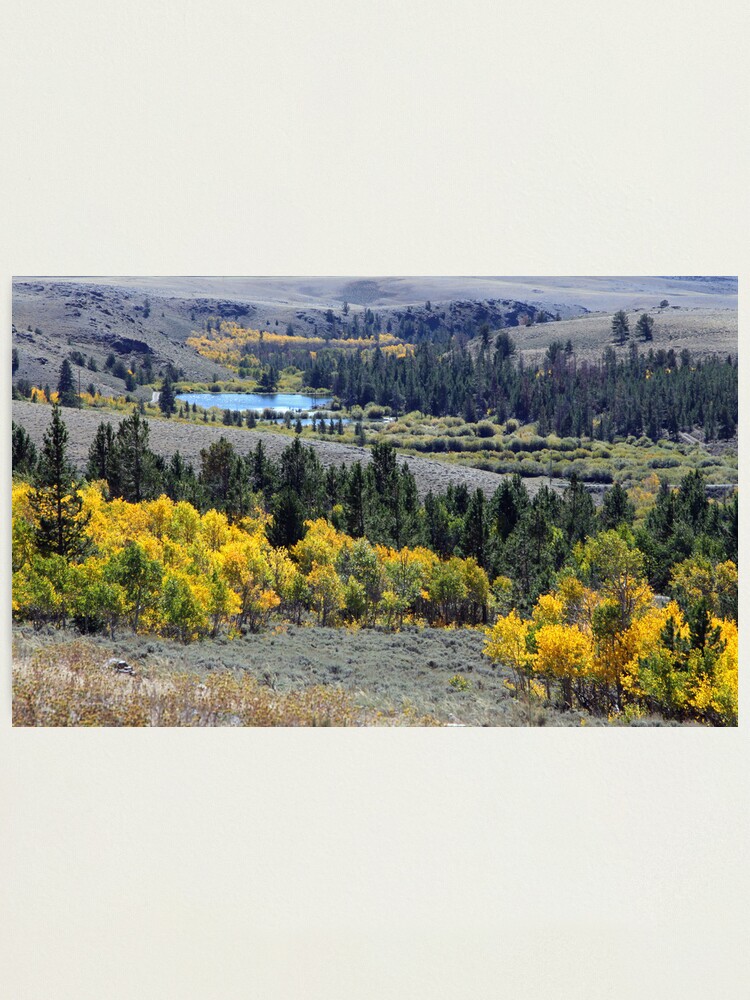 Alternate view of Aspen Gold at South Pass Photographic Print