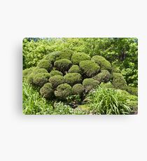 Topiary Canvas Print