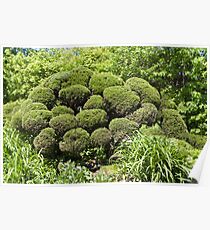 Topiary Poster