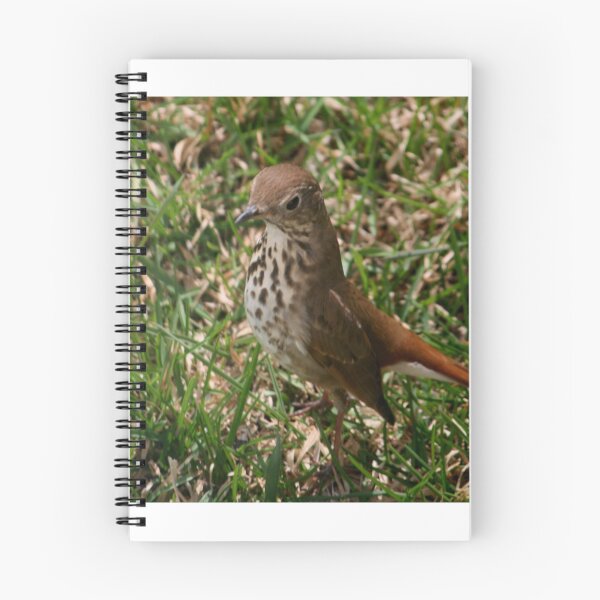 Item preview, Hermit Thrush designed and sold by Larry Trupp.