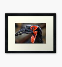 African Ground Hornbill Framed Print
