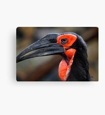 African Ground Hornbill Canvas Print