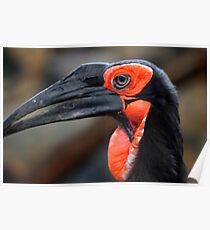 African Ground Hornbill Poster