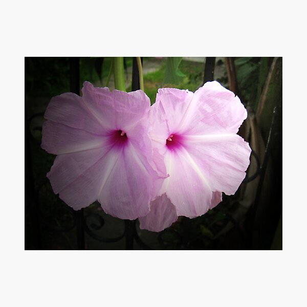 Item preview, Pink Petunias behind an Iron Fence designed and sold by mltrue.