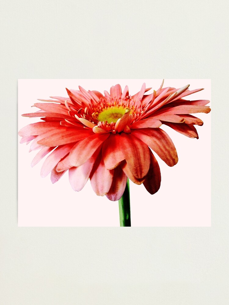 Dark Pink Gerbera Daisies