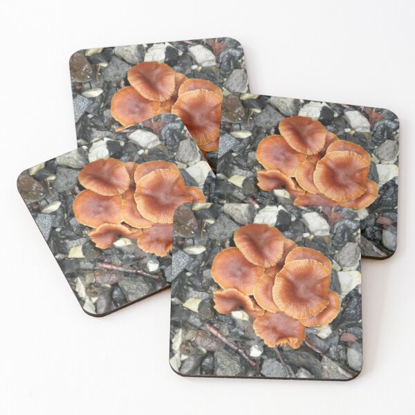 Item preview, Group of Brown Fungi, Cradle Mountain, Tasmania, Australia. designed and sold by kaysharp.