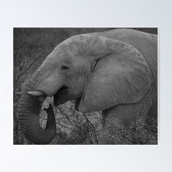 Item preview, Elephant - Etosha National Park designed and sold by Anita Welsh.