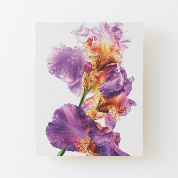 Botanical Iris Watercolor Painting Wood Mounted Print