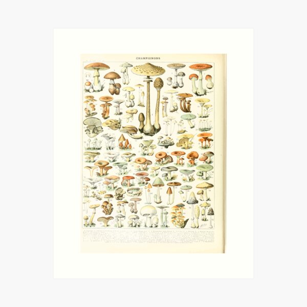 Item preview, Adolphe Millot champignon B designed and sold by wetdryvac.