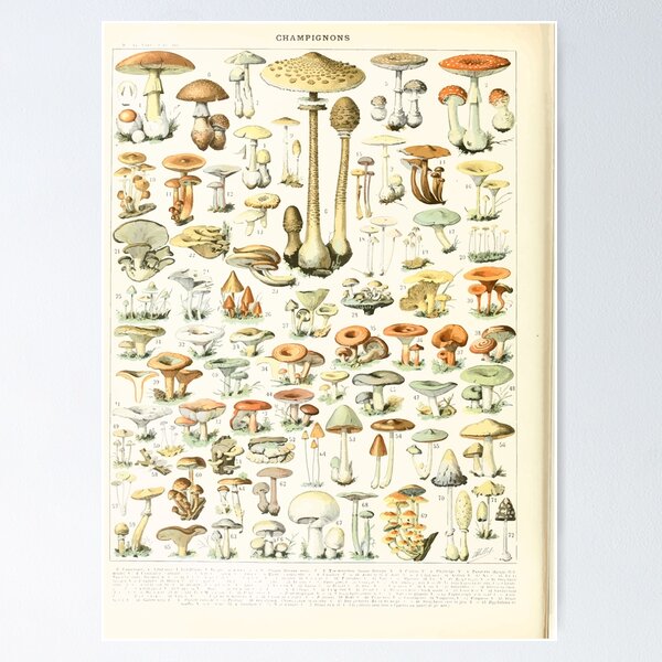 Item preview, Adolphe Millot champignon B designed and sold by wetdryvac.