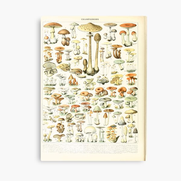Item preview, Adolphe Millot champignon B designed and sold by wetdryvac.